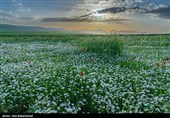 دشت گل های بابونه در خرم آباد