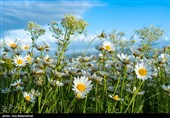 دشت گل های بابونه در خرم آباد