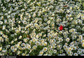 دشت گل های بابونه در خرم آباد