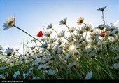 دشت گل های بابونه در خرم آباد