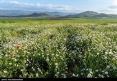 دشت گل های بابونه در خرم آباد