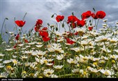 دشت گل های بابونه در خرم آباد