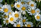دشت گل های بابونه در خرم آباد
