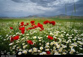 دشت گل های بابونه در خرم آباد