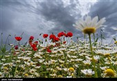دشت گل های بابونه در خرم آباد