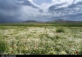 دشت گل های بابونه در خرم آباد