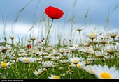 دشت گل های بابونه در خرم آباد