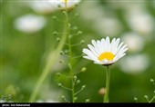 دشت گل های بابونه در خرم آباد