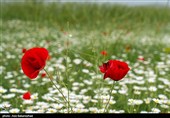 دشت گل های بابونه در خرم آباد