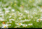دشت گل های بابونه در خرم آباد