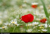 دشت گل های بابونه در خرم آباد