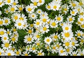 دشت گل های بابونه در خرم آباد
