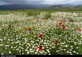دشت گل های بابونه در خرم آباد