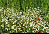 دشت گل های بابونه در خرم آباد