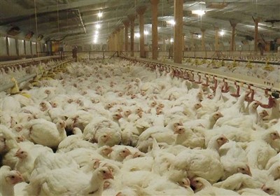 قطعی گاز مرغداری‌ها چه زمانی و از کجا شروع می‌شود؟