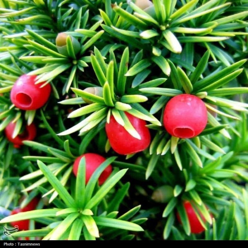 اخبار استان گلستان , جنگل های هیرکانی , 