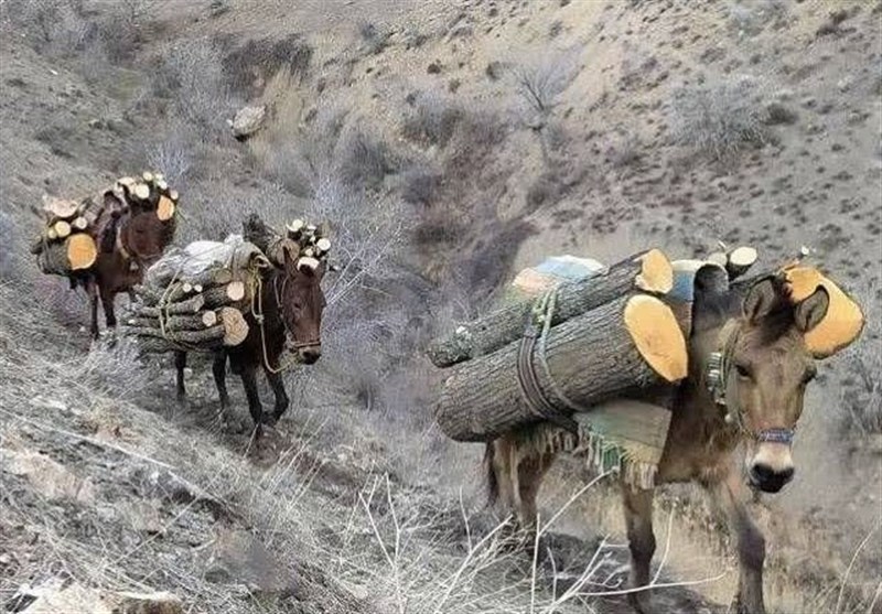 اخبار استان چهارمحال و بختیاری , اخبار شهرکرد ,