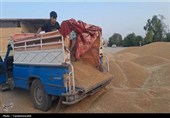 ورود دلالان با پول نقد به بازار گندم با قیمت 38 تا 44 هزار تومان