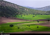 دشت گل‌های بنفش منطقه گریت خرم آباد
