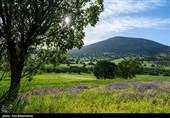 دشت گل‌های بنفش منطقه گریت خرم آباد