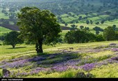 دشت گل‌های بنفش منطقه گریت خرم آباد
