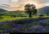 دشت گل‌های بنفش منطقه گریت خرم آباد