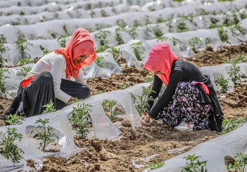 کشور ترکیه , امنیت غذایی , کشاورزی , تورم ,