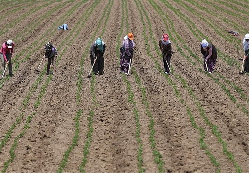 کشور ترکیه , امنیت غذایی , کشاورزی , تورم ,