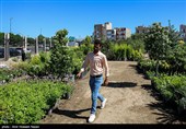 افتتاح بازار گل قزوین