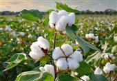 فاصله زیاد تا تحقق الگوی کشت پنبه در سرزمین طلای سفید