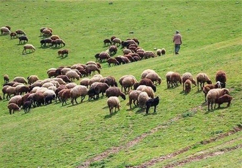 کجین‌دشت؛ تداوم سنت‌های دیرین در فرآوری محصولات لبنی
