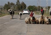 الگوی اشغال کرانه‌ باختری در سوریه/ چنبره صهیونیست‌ها بر منابع طبیعی