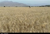 طلایی شدن دشت‌های کهگیلویه و بویراحمد