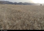 طلایی شدن دشت‌های کهگیلویه و بویراحمد