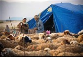 عشایر قم سالانه 400 تن گوشت قرمز تولید می‌کنند