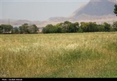 فصل طلایی زمین در گندمزارهای بردسیر