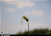 فصل طلایی زمین در گندمزارهای بردسیر