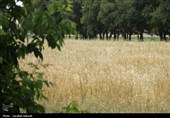 فصل طلایی زمین در گندمزارهای بردسیر