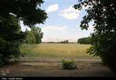 فصل طلایی زمین در گندمزارهای بردسیر
