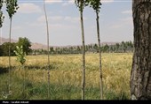 فصل طلایی زمین در گندمزارهای بردسیر