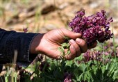 گنجینه‌ای در دل طبیعت کردستان؛ گیاهان دارویی ظرفیتی مغفول
