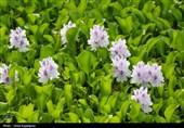 هجوم  سنبل آبی به رگ‌های حیاتی شرق گیلان