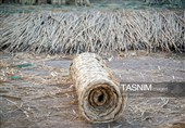 بازماندگان هنر کهن بوریابافی- زرقان فارس