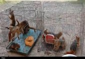 بازگشت 13 سنجاب کوچک به آغوش طبیعت زاگرس