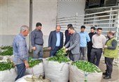 کارخانه‌های چای‌سازی لنگرود 86 درصد سهم خود را پرداخت کردند