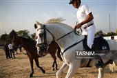 مسابقات پرش با اسب جام آلفا