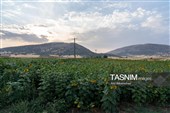 مزارع آفتابگردان شهرستان خرم آباد - لرستان