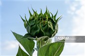 مزارع آفتابگردان شهرستان خرم آباد - لرستان