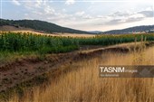 مزارع آفتابگردان شهرستان خرم آباد - لرستان