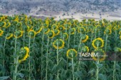 مزارع آفتابگردان شهرستان خرم آباد - لرستان